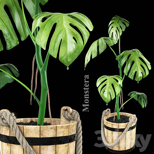 Monstera in a wooden tub 3ds Max