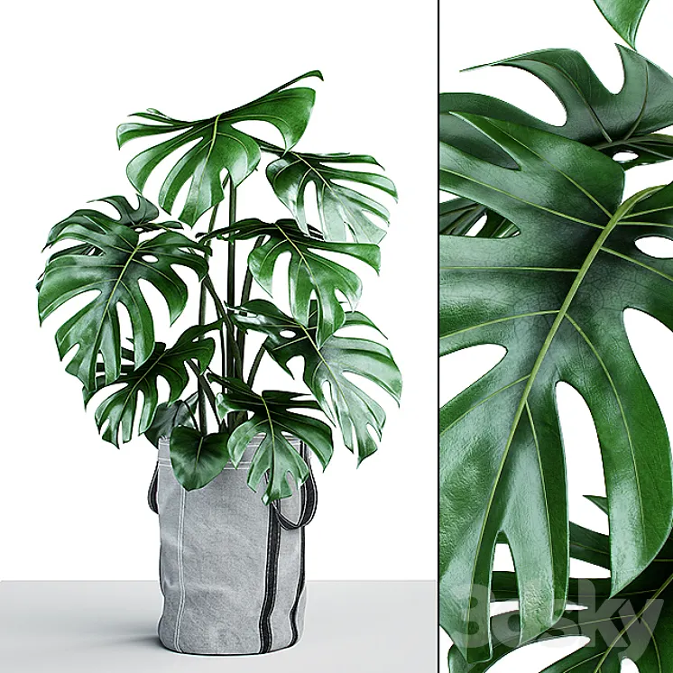 Monstera in tissue pots 3DS Max