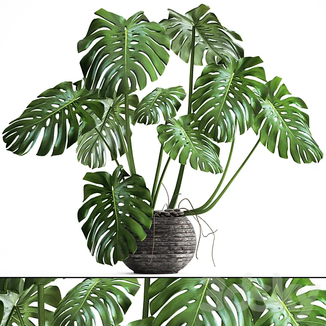 Monstera. monstera flower stand bush thickets interior decorative office plants pot 3ds Max