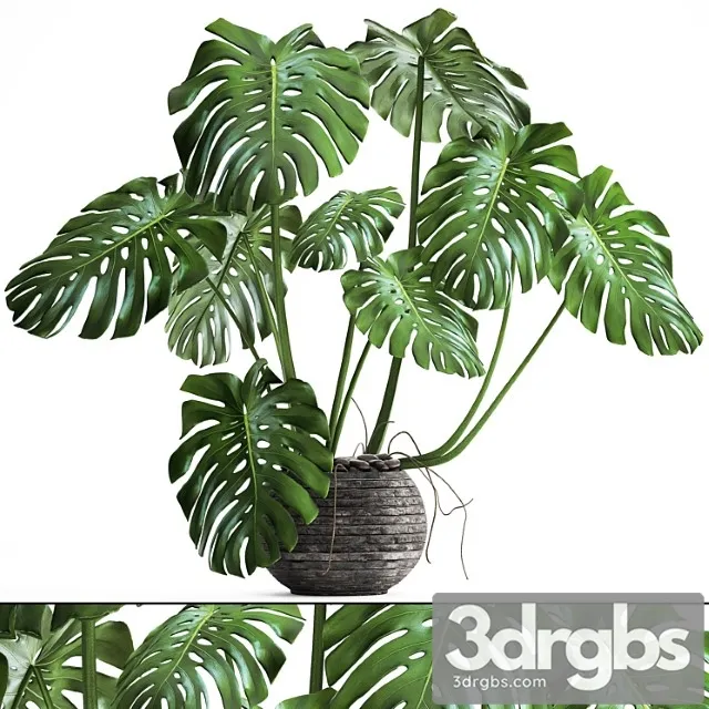 Monstera. monstera, flower stand, bush, thickets, interior, decorative, office plants, pot