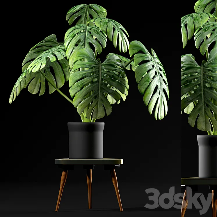 Monstera Plants 50 3DS Max