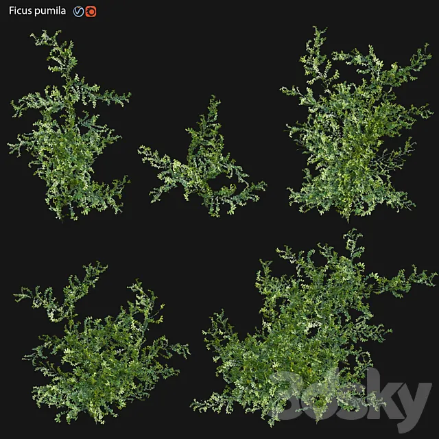 Moraceae – Ficus pumila 3DS Max Model