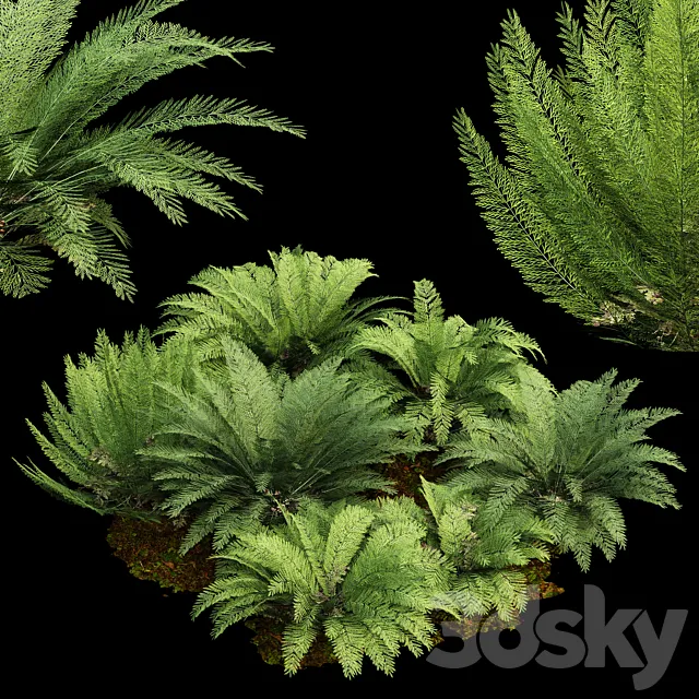 Mother spleenwort Fern Asplenium bulbiferum 7Models 3ds Max