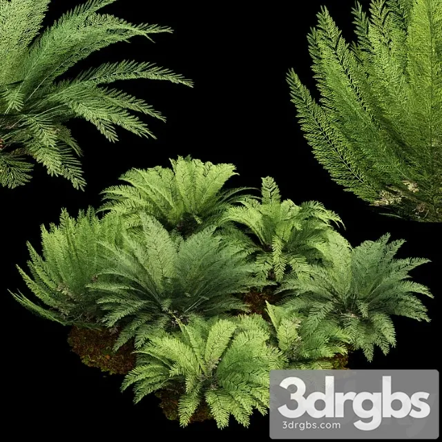 Mother spleenwort fern asplenium bulbiferum 7models