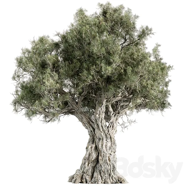 Mountain Olive Tree – Set 197 3ds Max