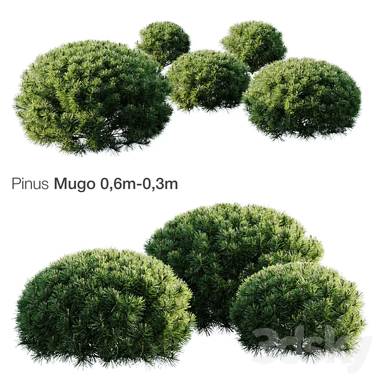 Mountain Pine Mugo 3DS Max Model