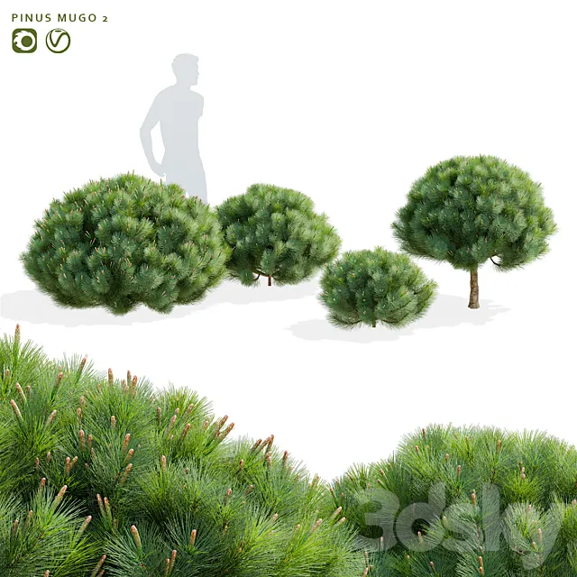 Mountain pine | Pinus mugo 2 3DS Max Model