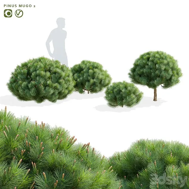 Mountain pine Pinus mugo 2 3dsMax Model