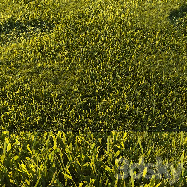 Mowed Lawn 01 3ds Max