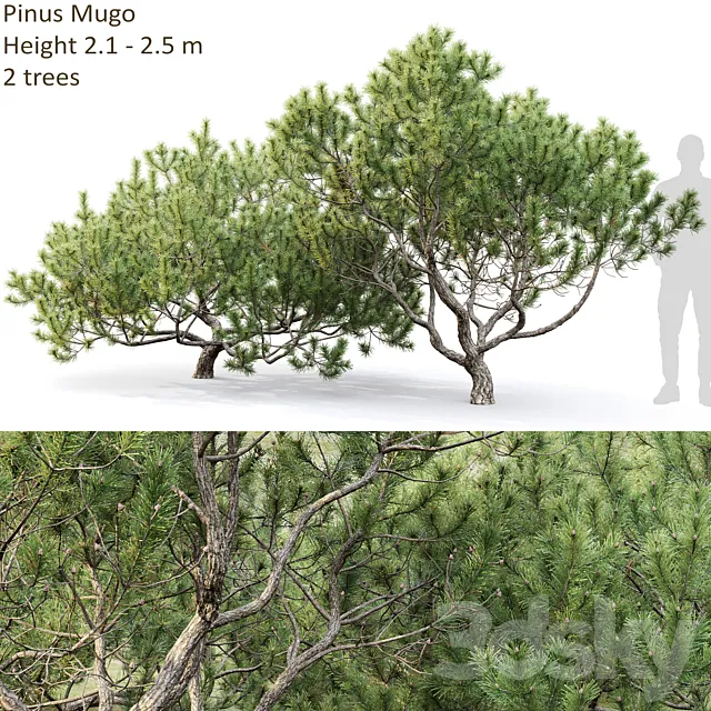 Mugo pine 3ds Max