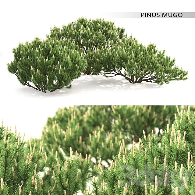 Mugo pine 3DSMax File