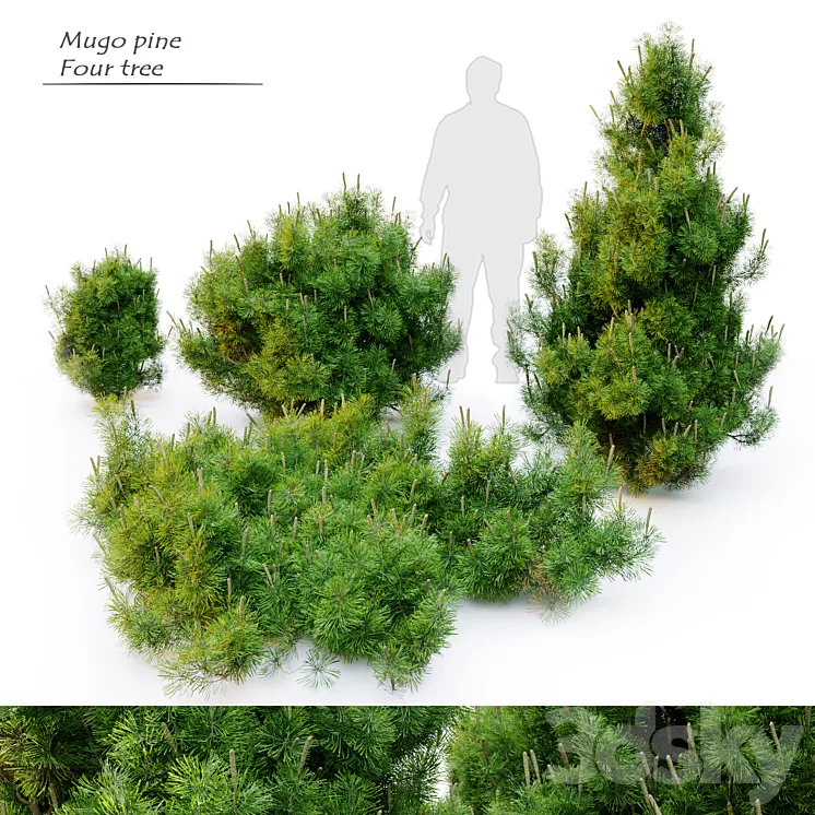 Mugo pine 3DS Max Model