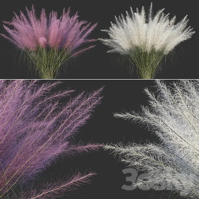 Muhlenberg hairy _ Muhlenbergia capillaris 3DS Max Model