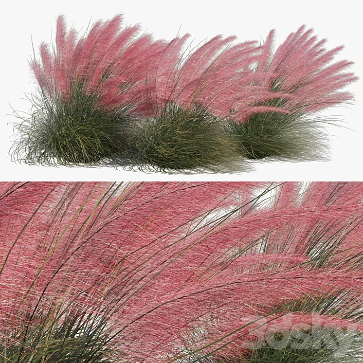 Muhlenbergia Capillaris – Pink Muhly Grass 04 3DS Max Model
