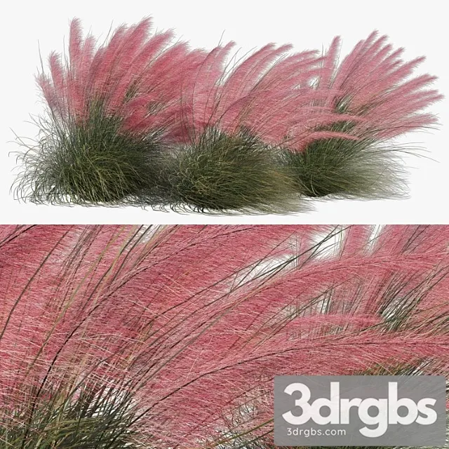 Muhlenbergia capillaris – pink muhly grass 04