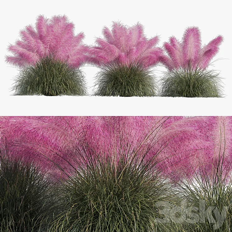 Muhlenbergia Capillaris – Pink Muhly Grass 3DS Max Model