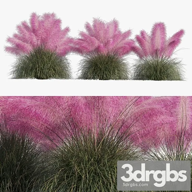 Muhlenbergia capillaris – pink muhly grass