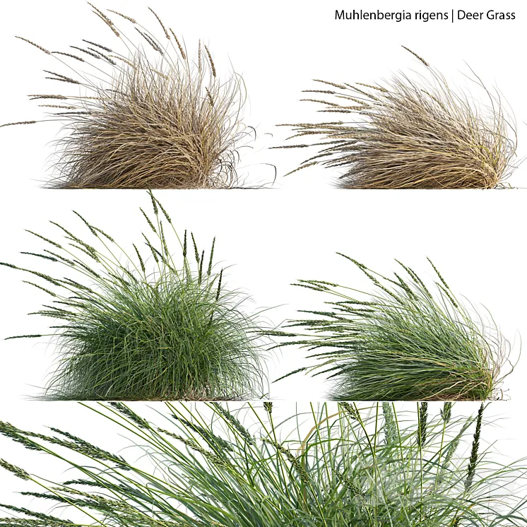 Muhlenbergia rigens – Deer Grass 02 3DS Max Model