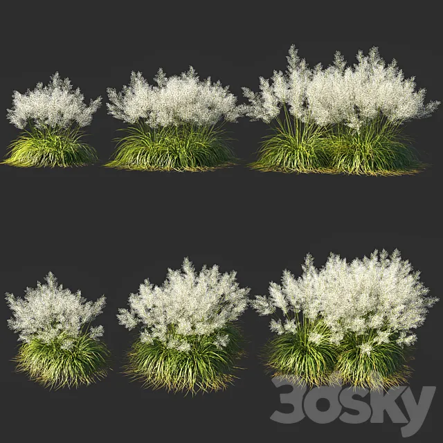 Muhly grass White_03 3ds Max