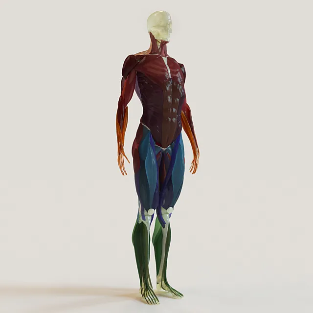 muscle groups skeleton system + 3ds Max