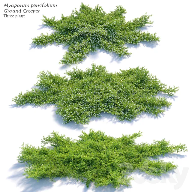 Myoporum parvifolium 3ds Max