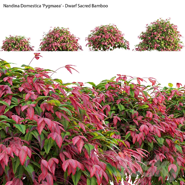 Nandina Domestica Pygmaea – Dwarf Sacred Bamboo 3DS Max Model