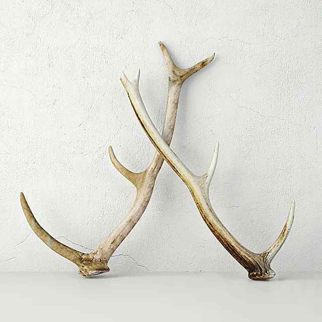 Naturally-Shed Deer Antlers 3DSMax File