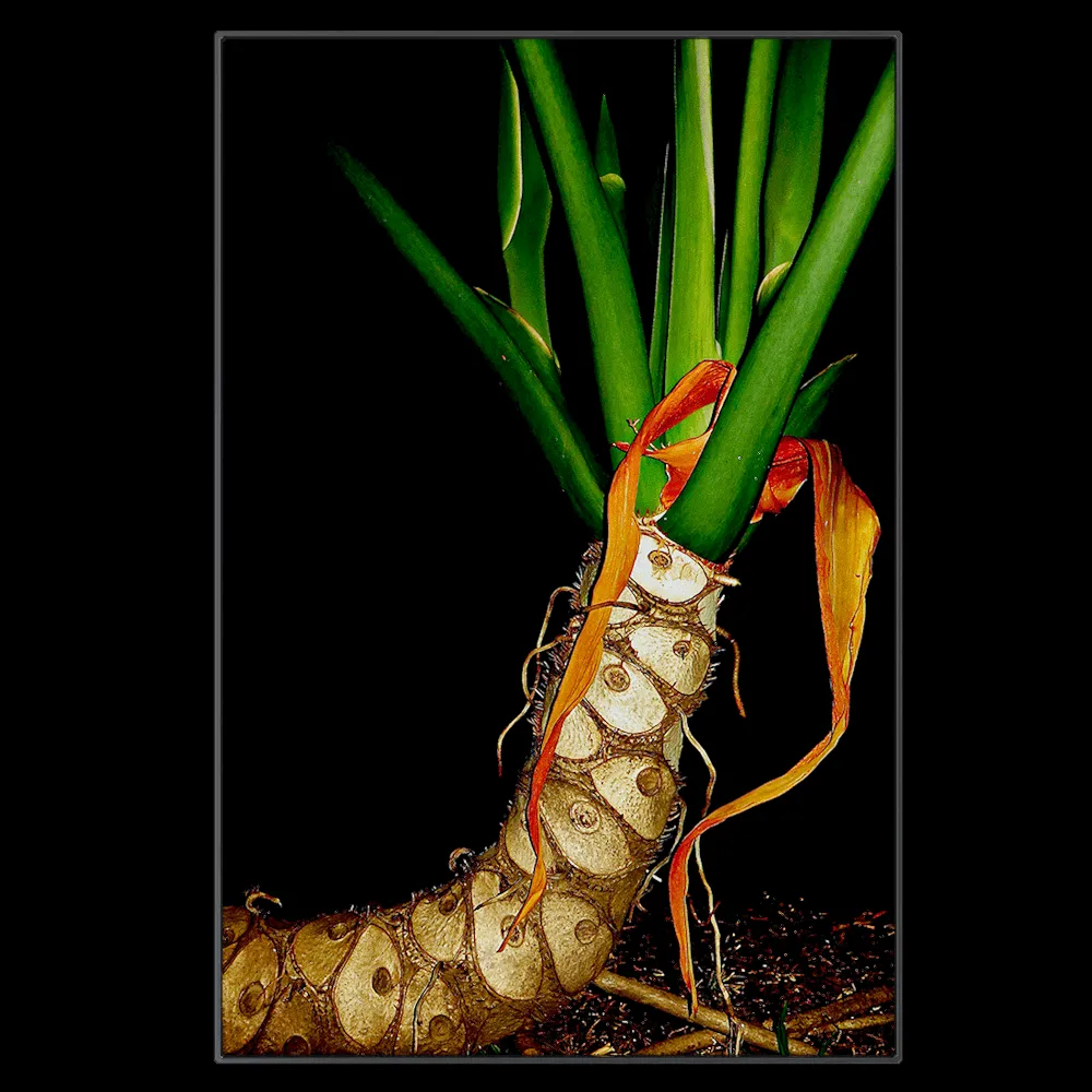 NC Design group® – Picture EBG01 3ds Max