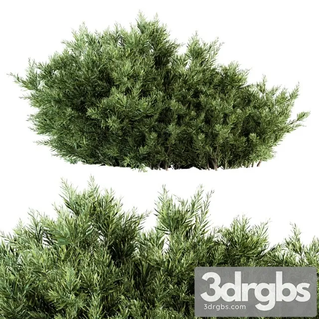 Needle leaf bush – bush set 26