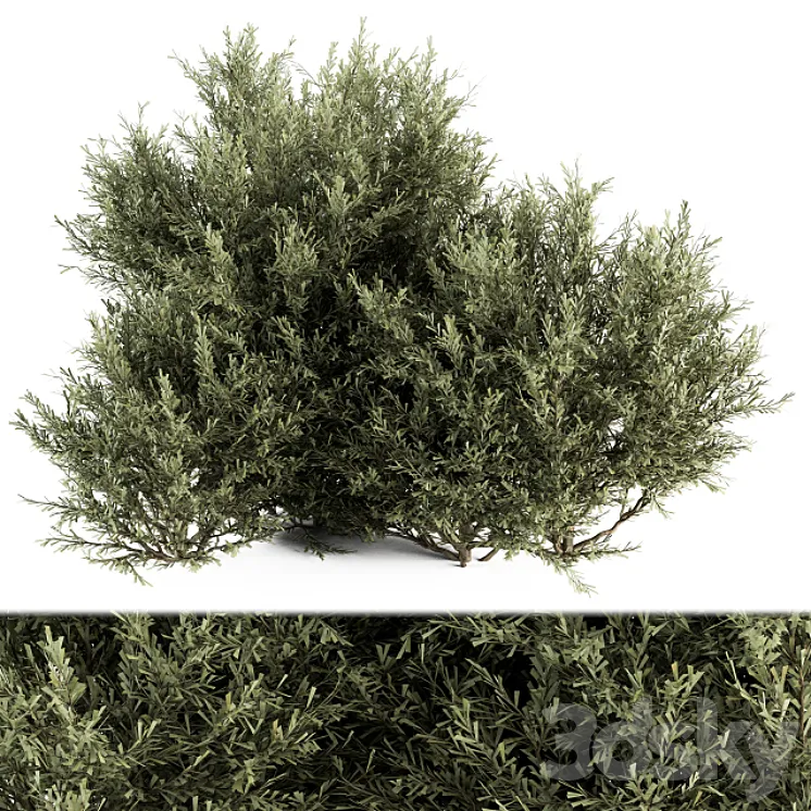 Needle Plant Bush – Bush Set 28 3DS Max