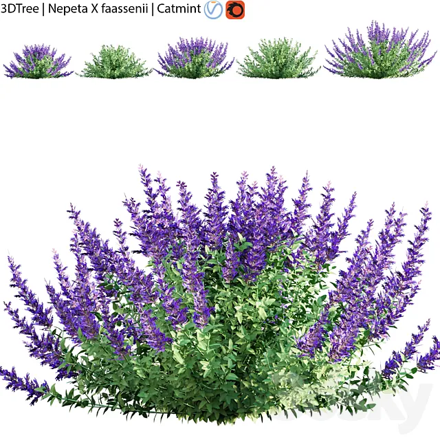 Nepeta faassenii | Catmint 3ds Max