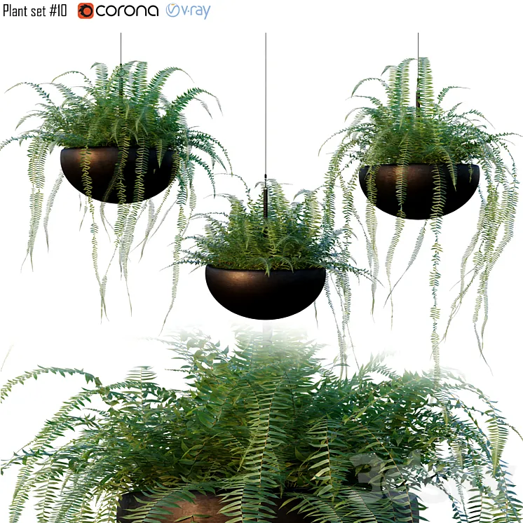Nephrolepis cordifolia | Plant set # 10 3DS Max