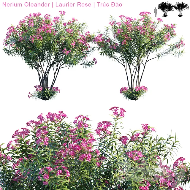 Nerium Oleander | Laurier rose 3DS Max Model