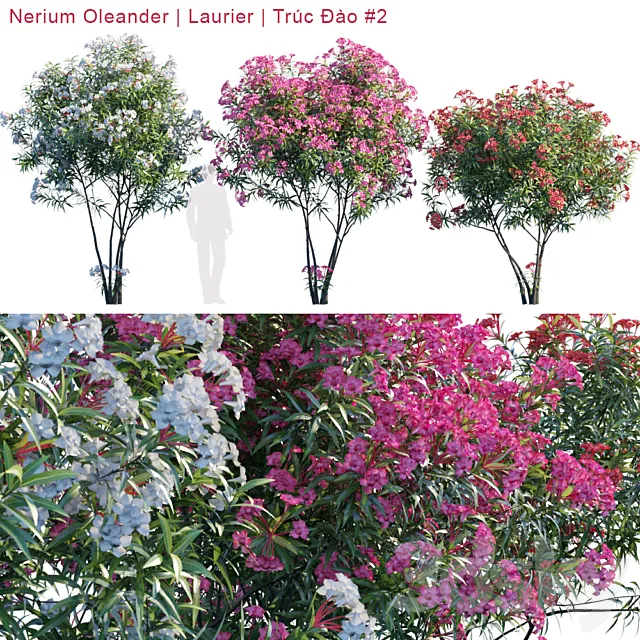 Nerium Oleander | Laurier | Trúc ?ào # 2 3DSMax File