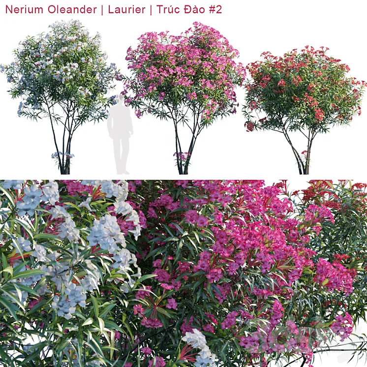 Nerium Oleander | Laurier | Trúc Đào # 2 3DS Max