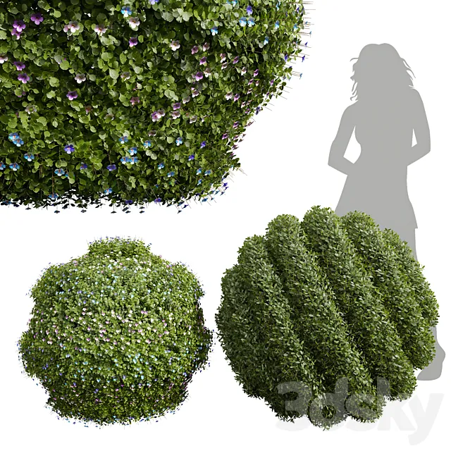 New Plant Bacopa Diffusa Sutera Decorative Ligustrum Quihoui Privet Pruned 3DS Max Model