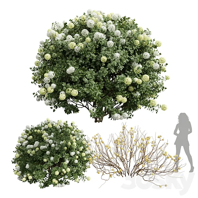 New Plant Edgeworthia Chrysantha Paperbush Viburnum Opulus Roseum Bush 3DS Max Model