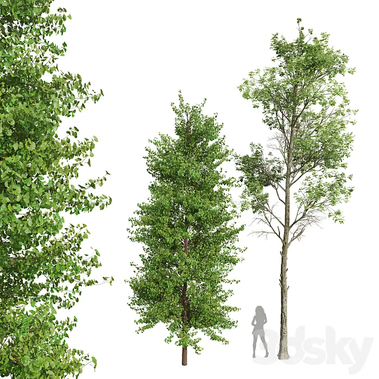 New Plant Fagus Sylvatica Maidenhair Tree Ginkgo Biloba 3DS Max Model