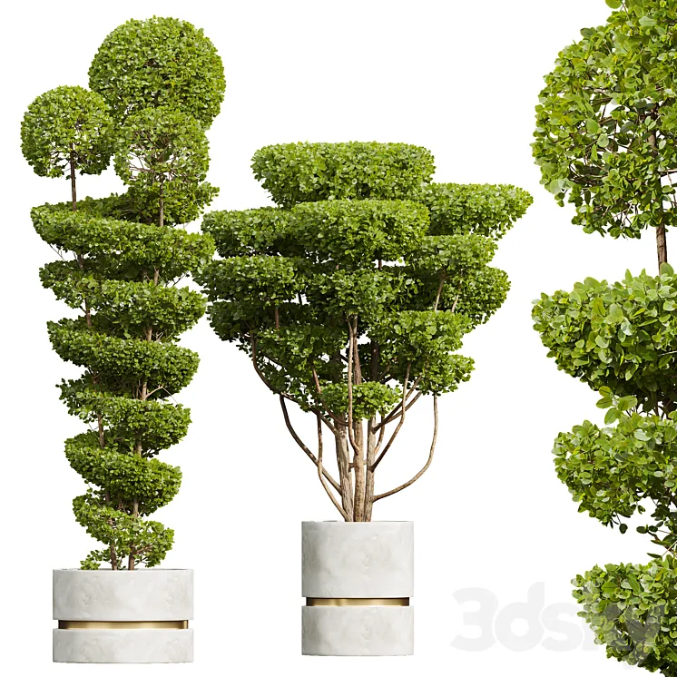 New Plant Ficus Concinna Bonsai Pruned Pot 3DS Max Model