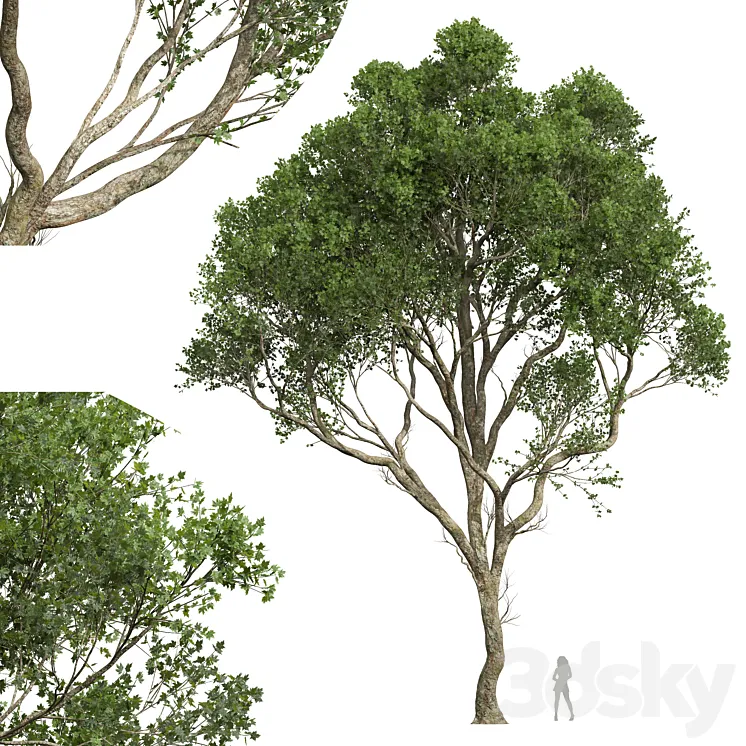 New Plant High detail Acer Pseudoplatanus03 3DS Max Model