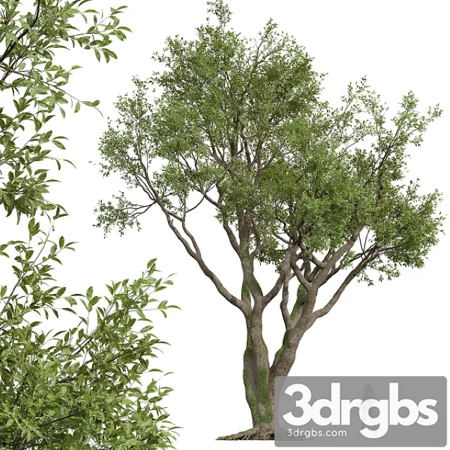 New Plant High Detail Angel Oak Live Tree 3dsmax Download