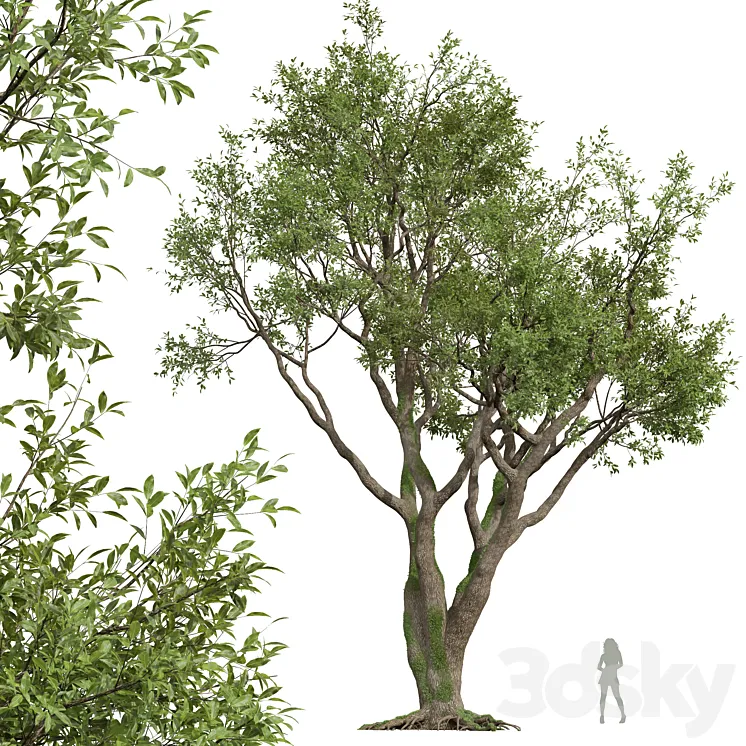 New Plant High detail Angel Oak Live Tree 3DS Max Model