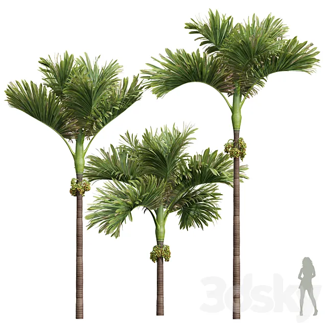 New Plant High detail Areca Catechu Decorative Garden Fruit 3ds Max