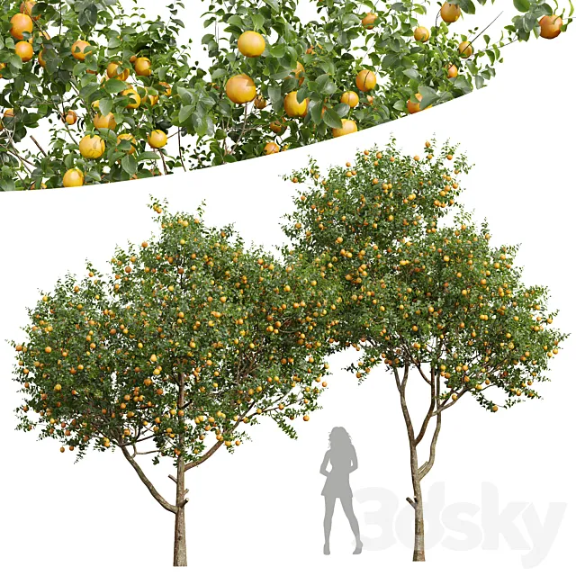 New Plant High detail Citrus Sinensis Orange Arancio 3dsMax Model