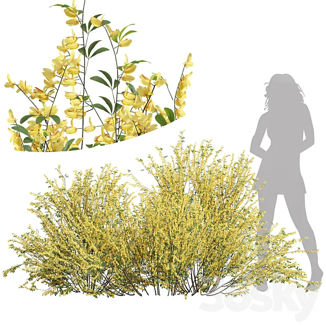 New Plant High detail Cytisus scoparius 3ds Max