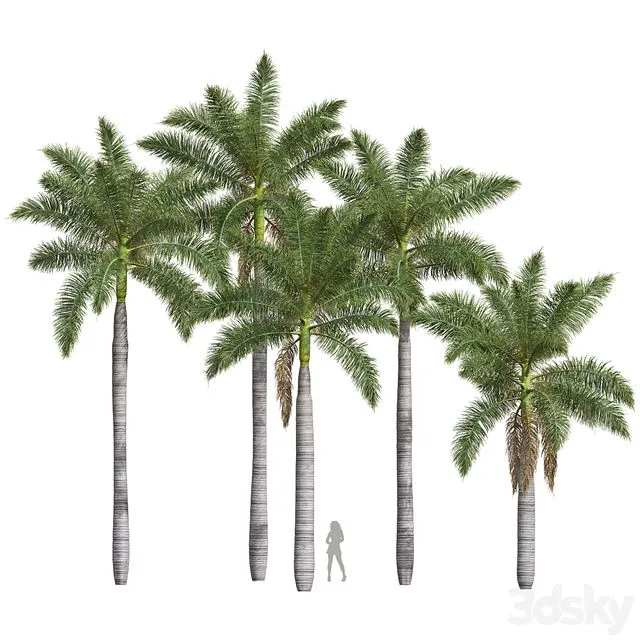 New Plant High detail Roystonea Regia Medium 3dsMax Model