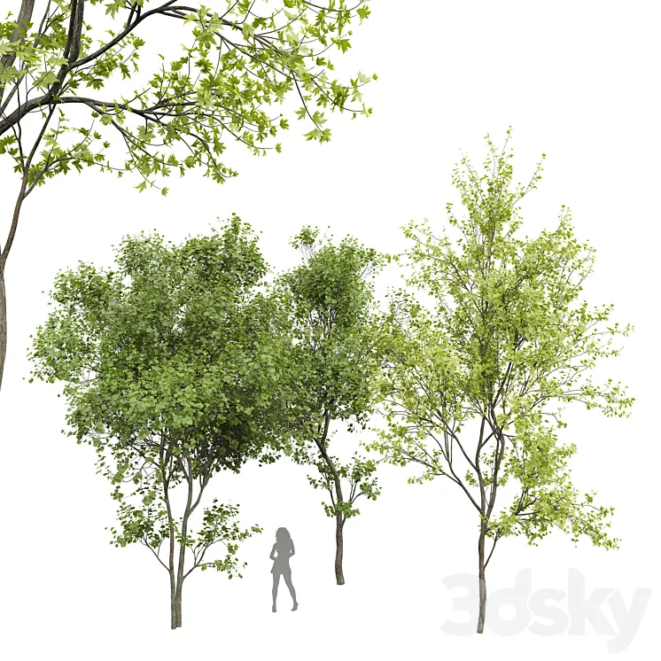 New Plant Real Tree Acer Saccharinum Spring Summer001 3DS Max Model