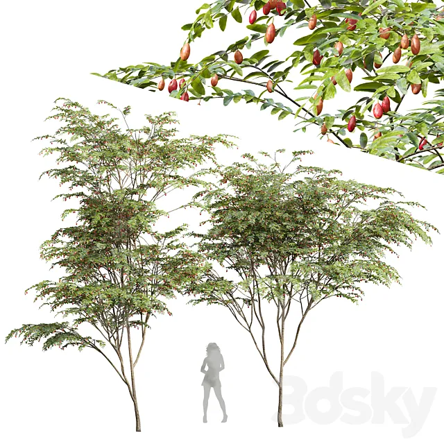 New Plant Ziziphus Jujuba Chinesische Dattel Red 3ds Max