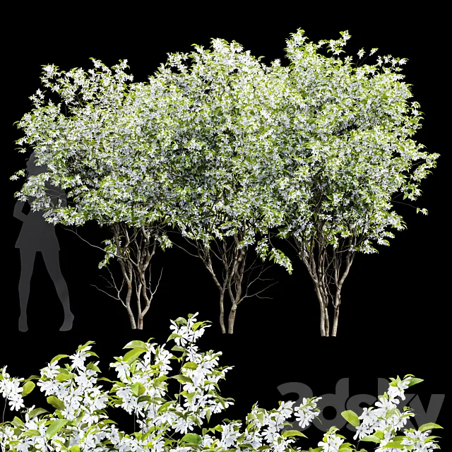 New Tree High Detail Amelanchier Lamarckii3 3ds Max
