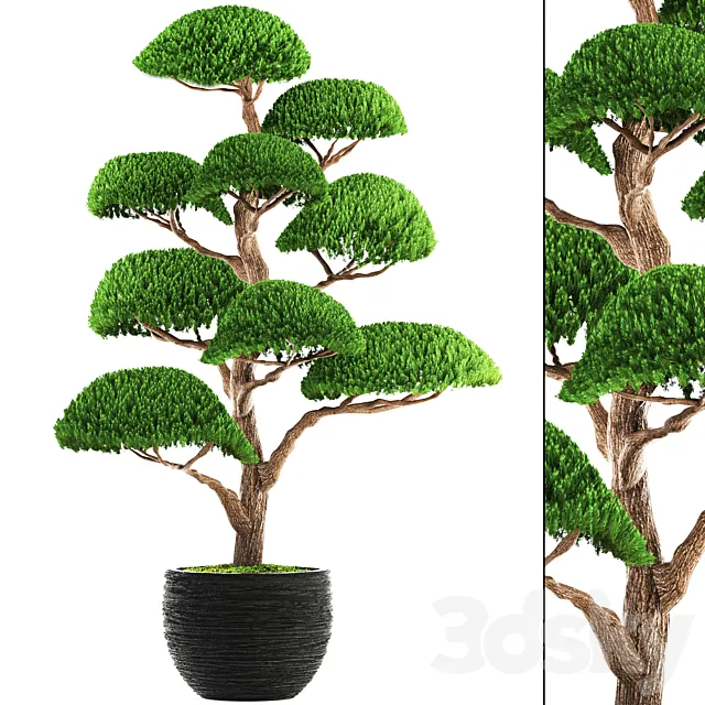 Niwaki 3 cedar topiary Niwaki ornamental tree landscaping flowerpot pot 3DS Max Model